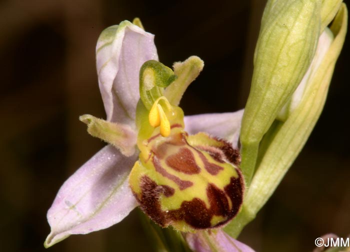 Ophrys apifera f. belgarum