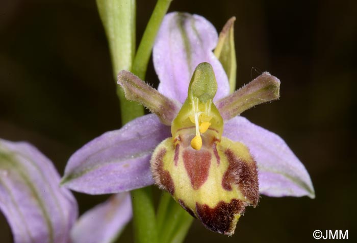 Ophrys apifera f. belgarum