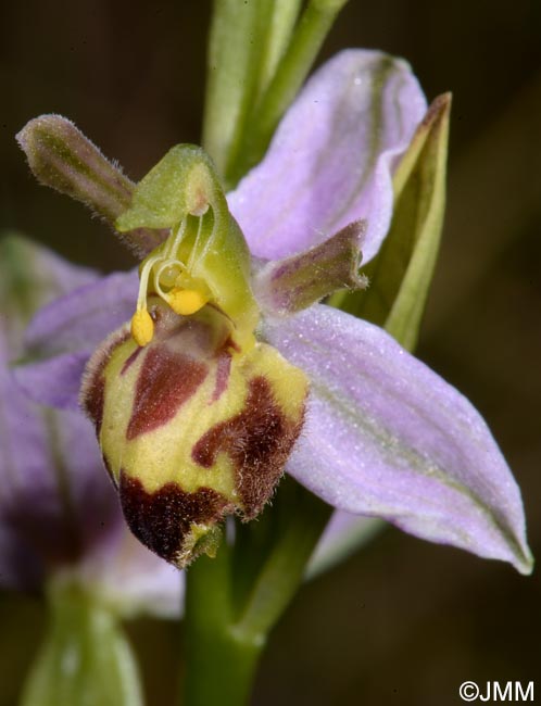 Ophrys apifera f. belgarum