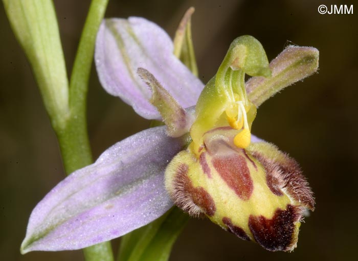 Ophrys apifera f. belgarum