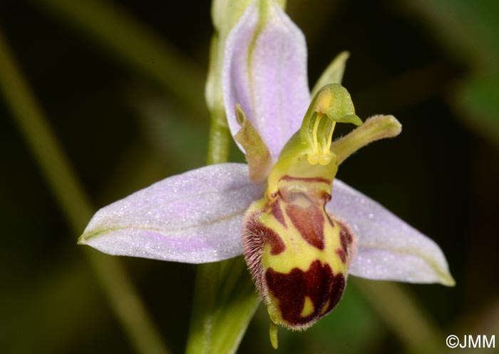 Ophrys apifera f. belgarum