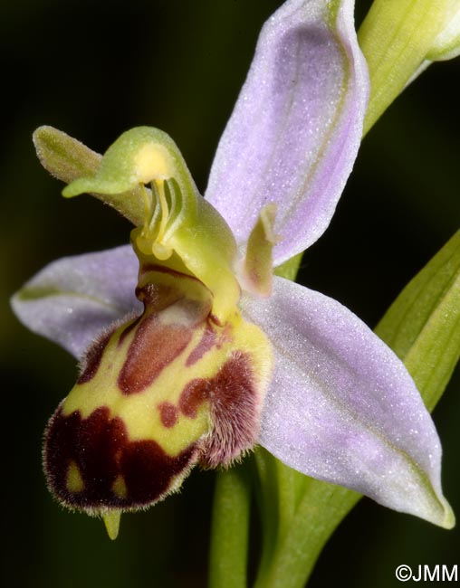 Ophrys apifera f. belgarum