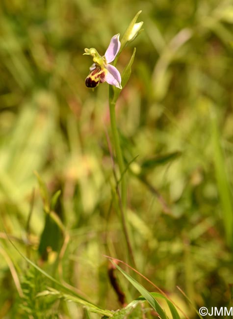 Ophrys apifera f. belgarum