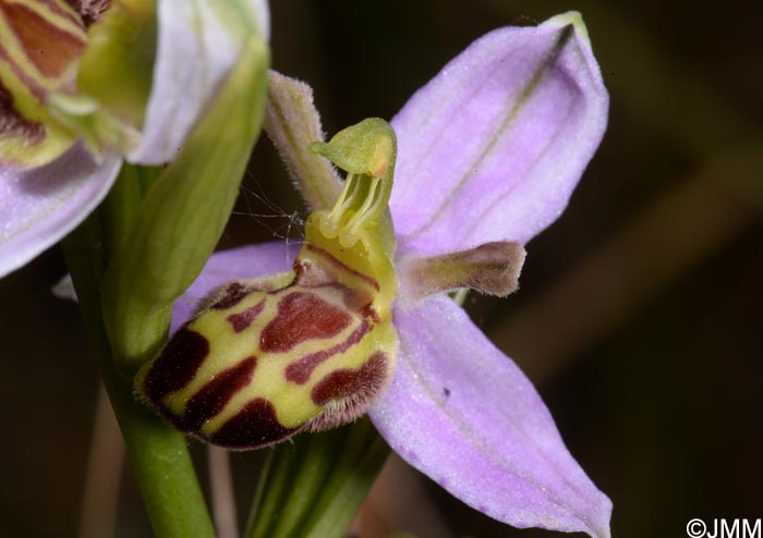 Ophrys apifera f. belgarum