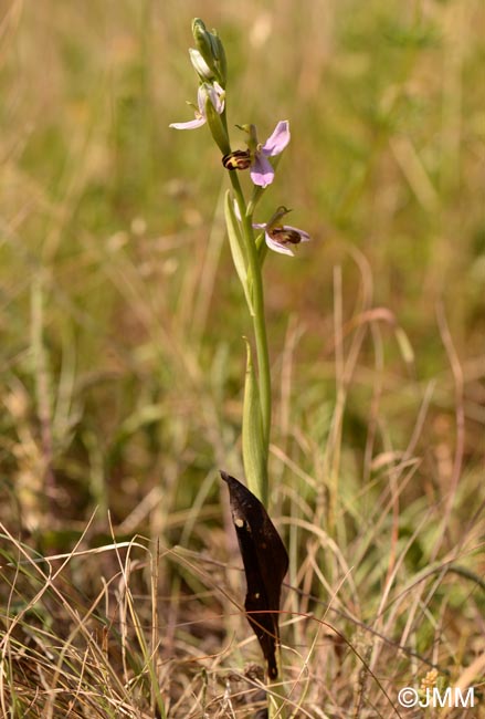 Ophrys apifera f. belgarum