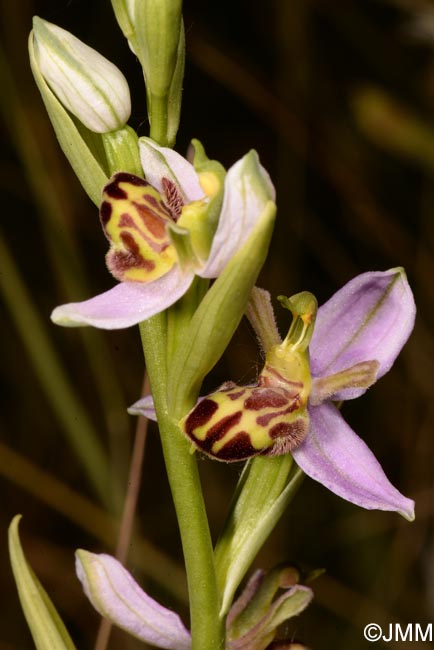 Ophrys apifera f. belgarum