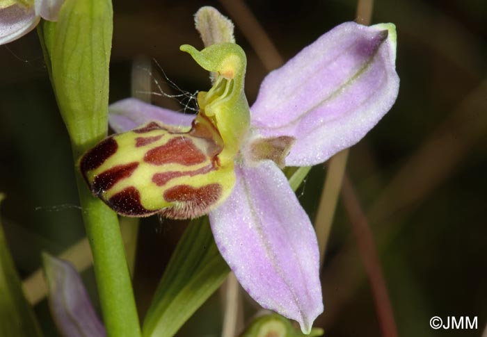 Ophrys apifera f. belgarum