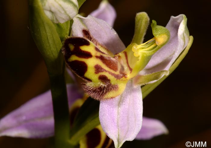 Ophrys apifera f. belgarum