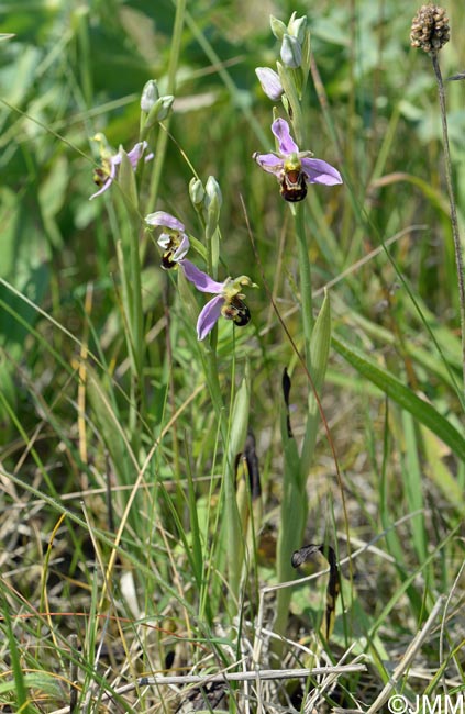 Ophrys apifera f. apifera & Ophrys apifera f. aurita