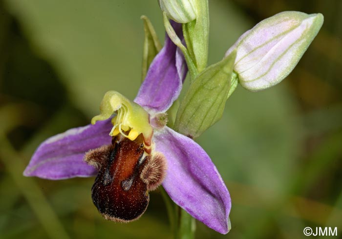 Ophrys apifera f. fulvofusca