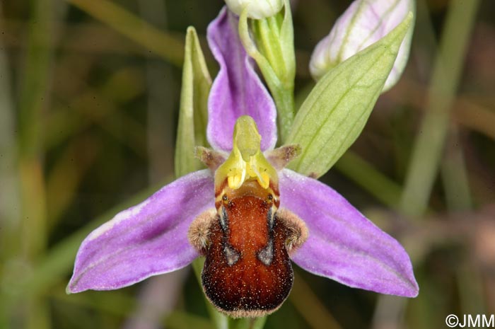 Ophrys apifera f. fulvofusca