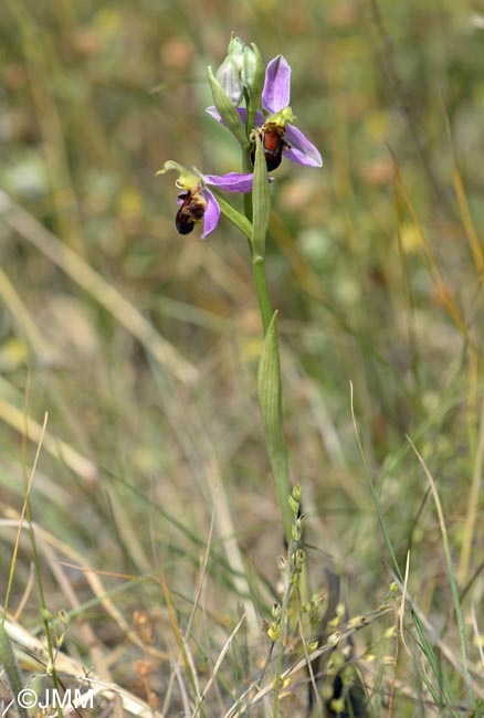 Ophrys apifera f. fulvofusca