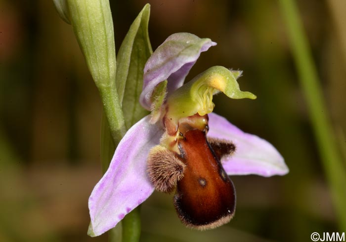 Ophrys apifera f. fulvofusca