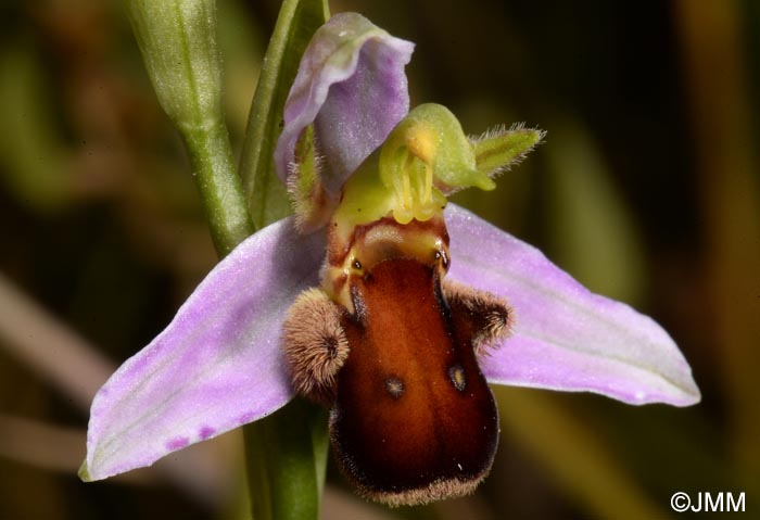 Ophrys apifera f. fulvofusca