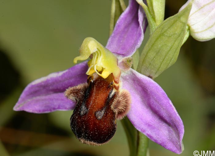 Ophrys apifera f. fulvofusca