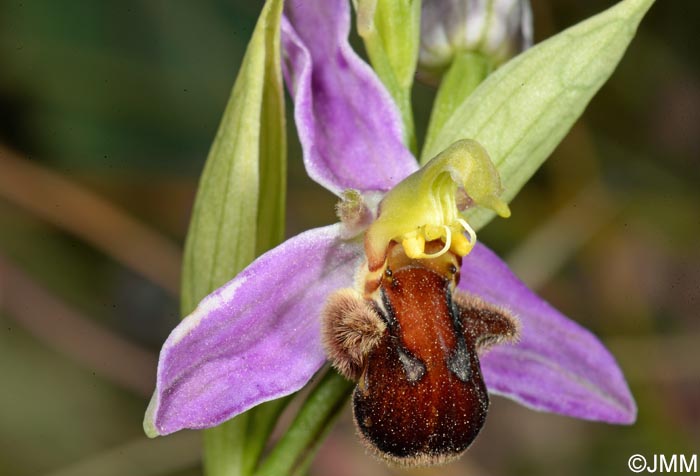 Ophrys apifera f. fulvofusca