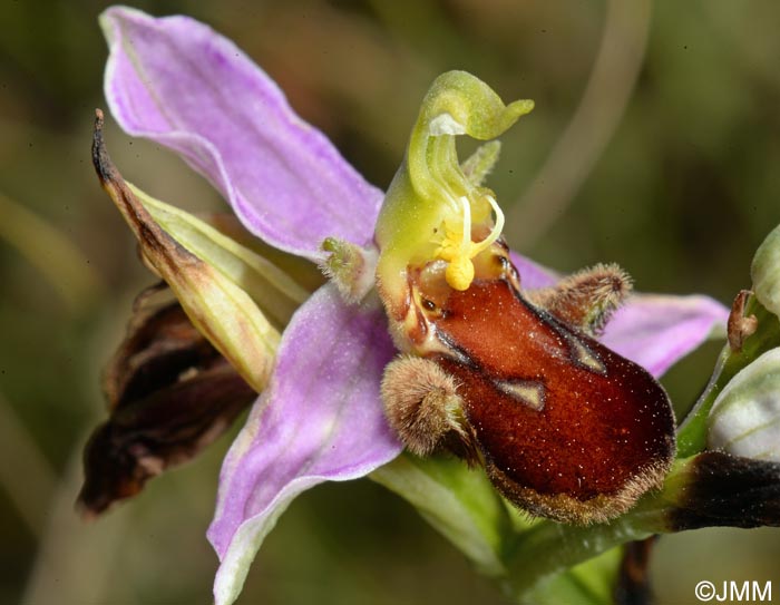 Ophrys apifera f. fulvofusca