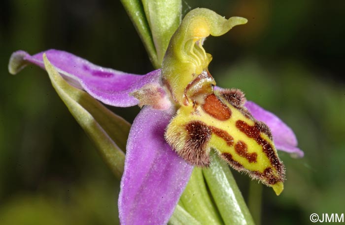 Ophrys apifera f. trollii