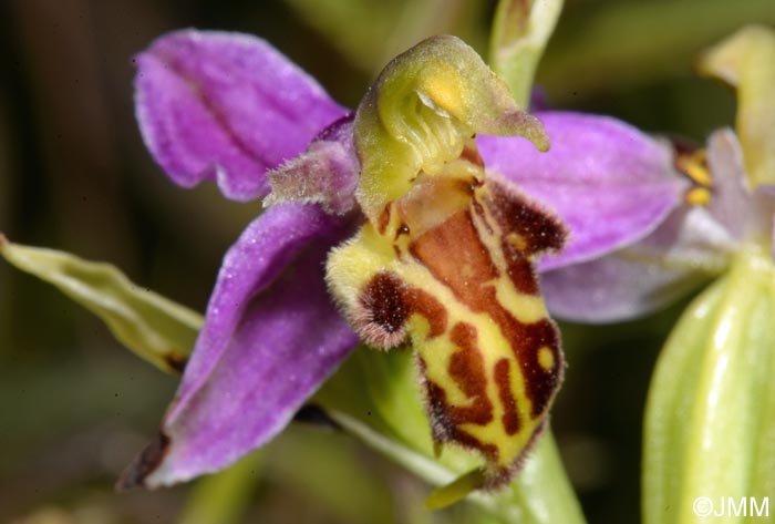 Ophrys apifera f. trollii