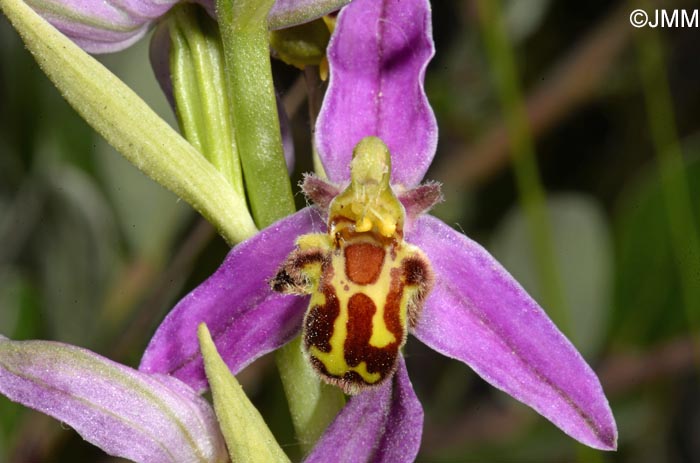 Ophrys apifera f. trollii