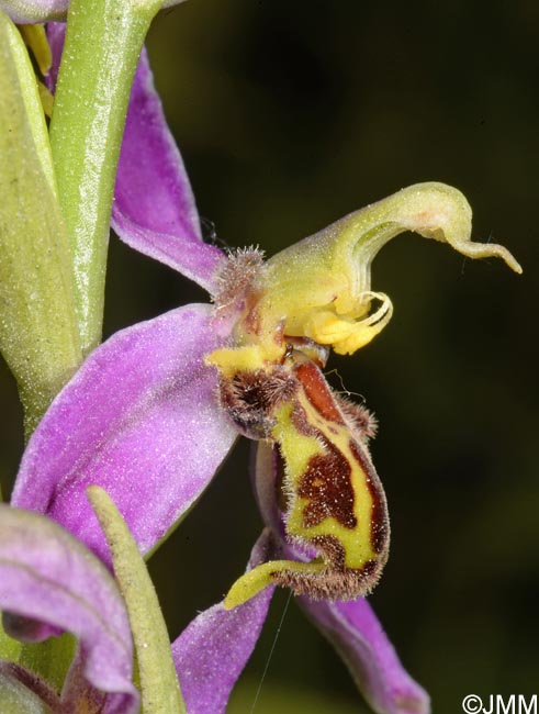 Ophrys apifera f. trollii