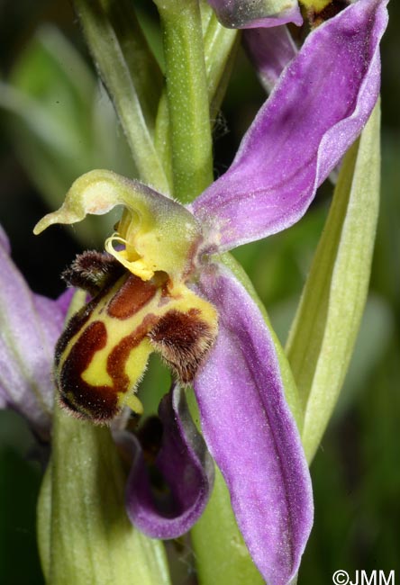 Ophrys apifera f. trollii