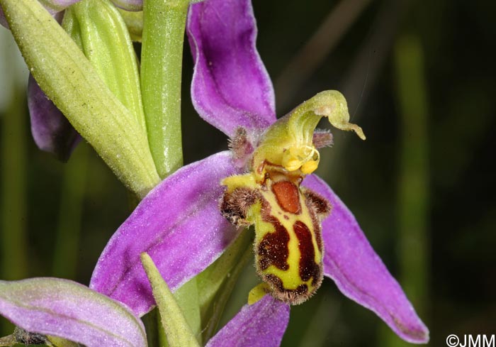 Ophrys apifera f. trollii