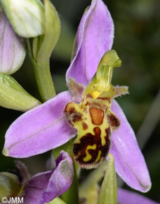 Ophrys apifera f. trollii