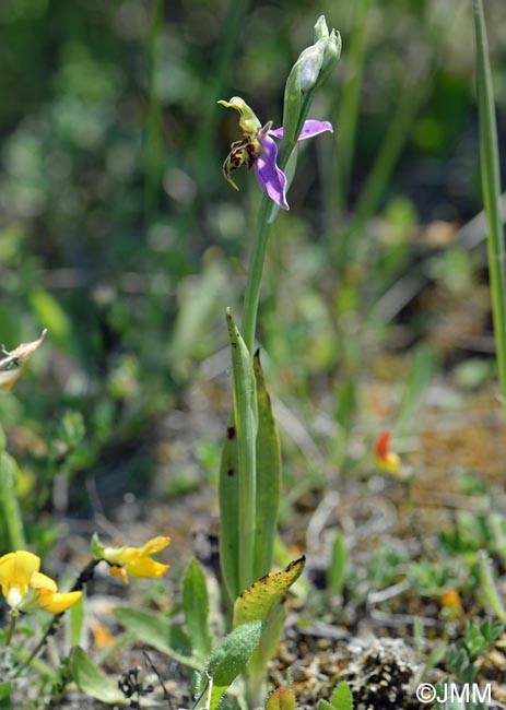 Ophrys apifera f. trollii