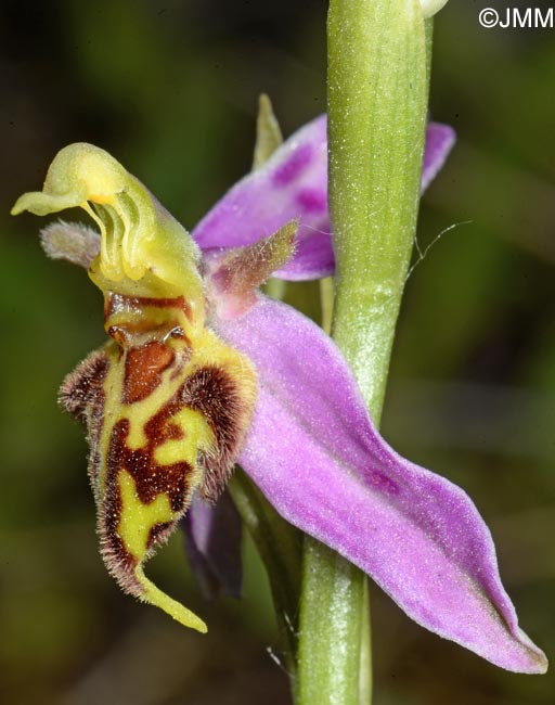 Ophrys apifera f. trollii