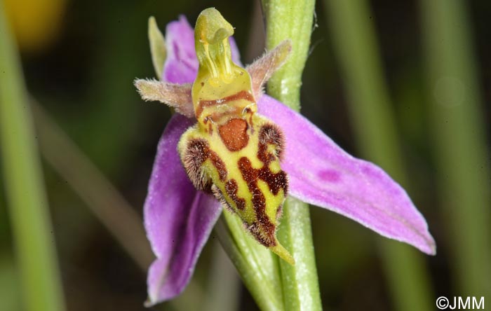 Ophrys apifera f. trollii