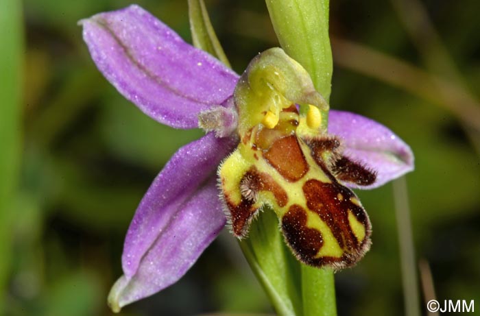 Ophrys apifera f. trollii