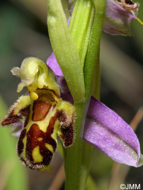 Ophrys apifera f. trollii