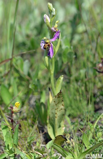 Ophrys apifera f. trollii