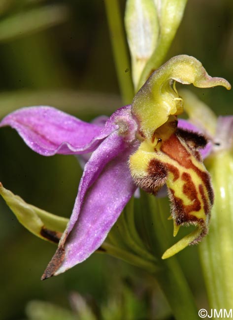 Ophrys apifera f. trollii