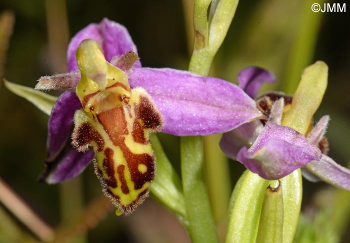 Ophrys apifera f. trollii