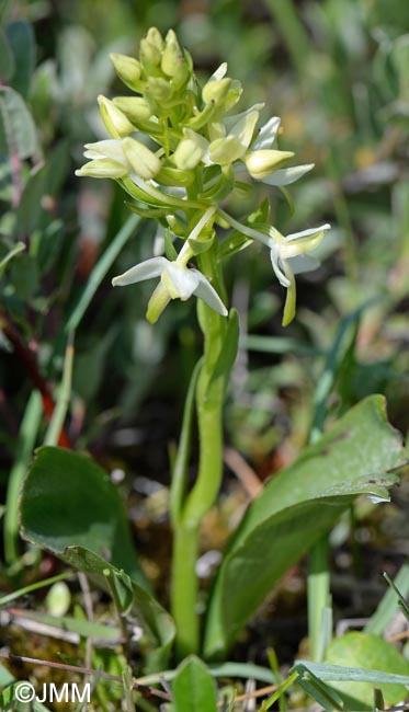 Platanthera bifolia var. robusta