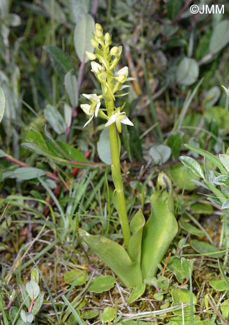 Platanthera bifolia var. robusta