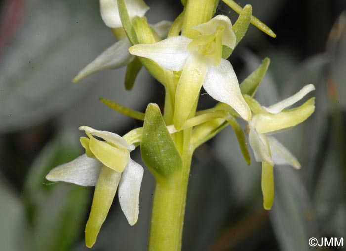 Platanthera bifolia var. robusta