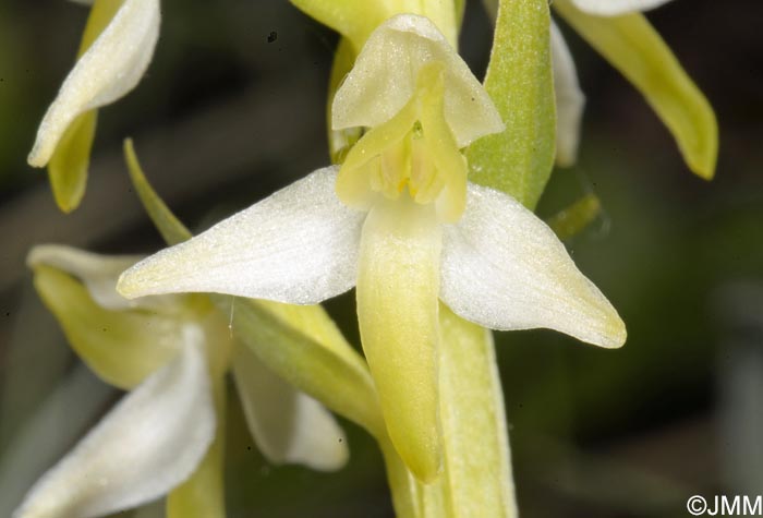 Platanthera bifolia var. robusta