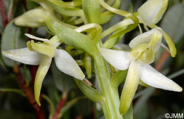 Platanthera bifolia var. robusta