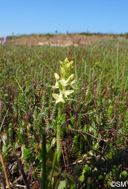 Platanthera bifolia var. robusta