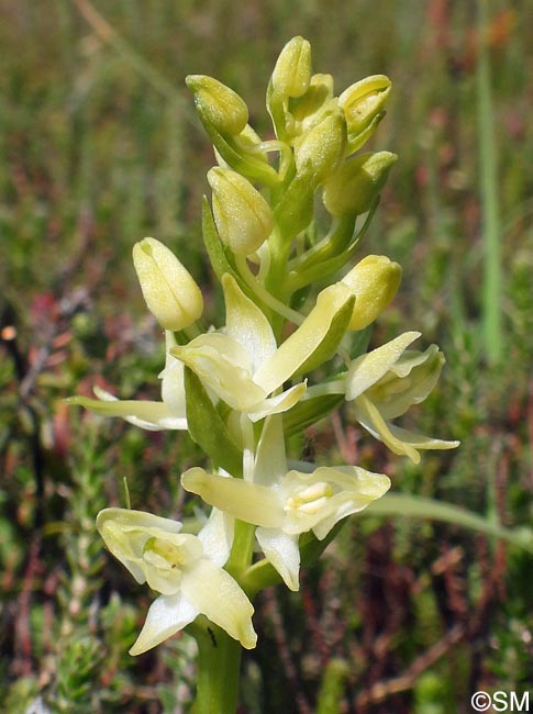 Platanthera bifolia var. robusta