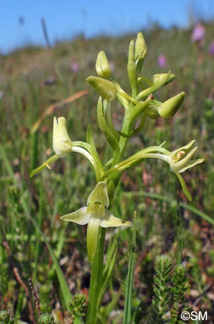 Platanthera bifolia var. robusta