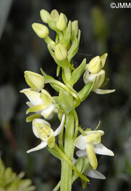 Platanthera bifolia var. robusta