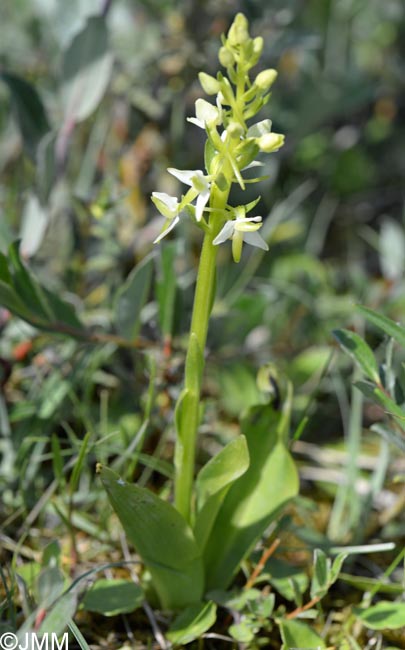 Platanthera bifolia var. robusta