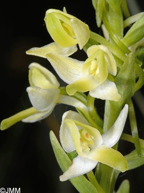 Platanthera bifolia var. robusta