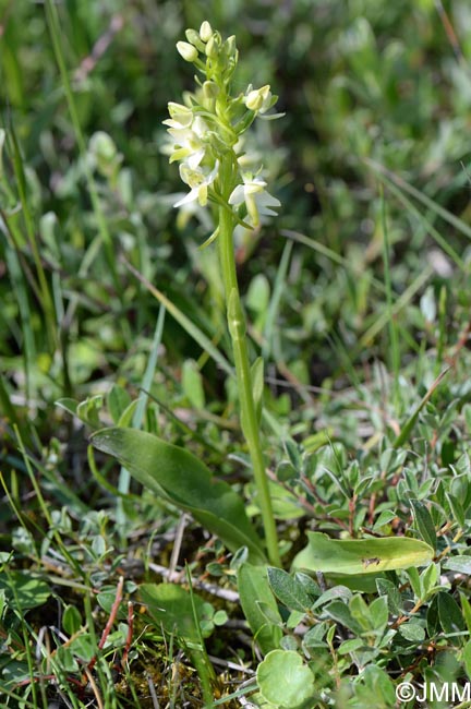 Platanthera bifolia var. robusta