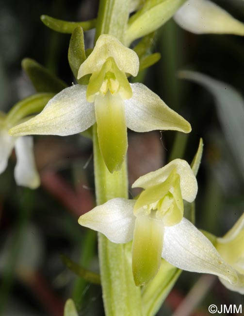 Platanthera bifolia var. robusta