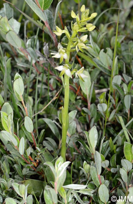 Platanthera bifolia var. robusta